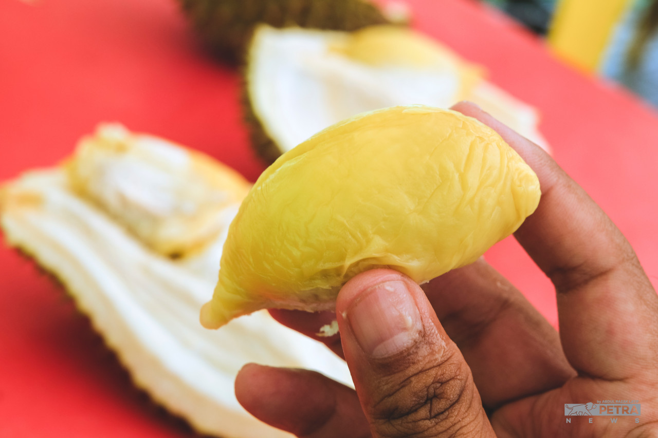 Isinya yang lemak dan manis menjadikan raja buah ini dicari-cari peminat walaupun di luar musim. - Gambar oleh Abd Razak Latif