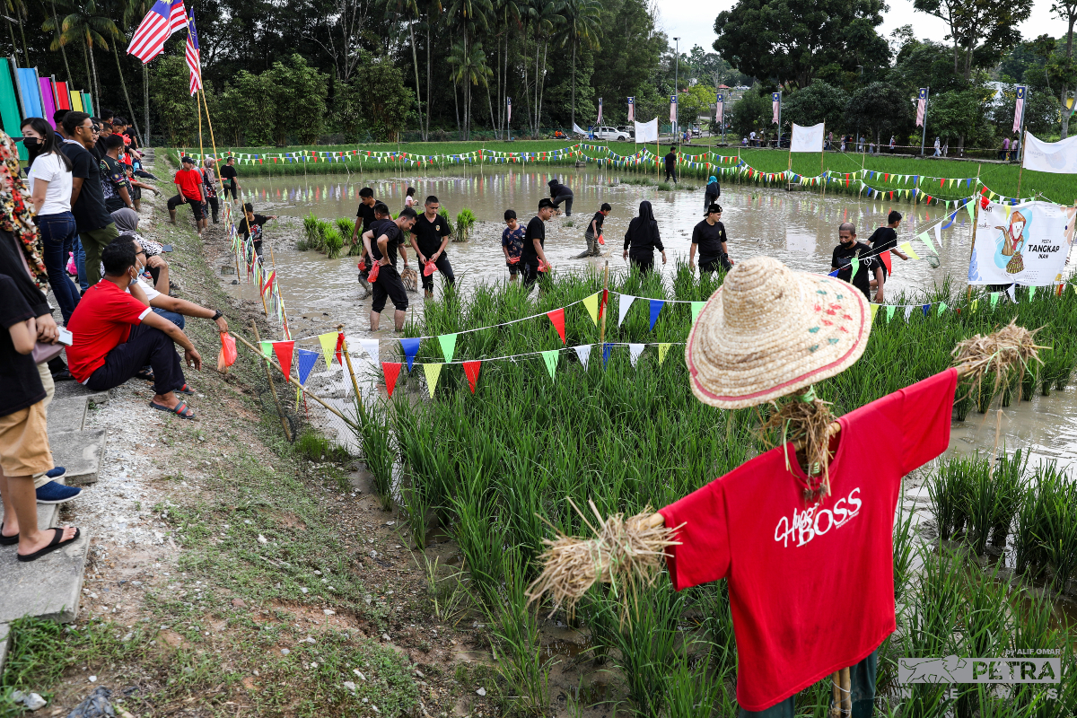 Sawah padi buatan berjaya menarik perhatian pengunjung. - Gambar oleh Alif Omar