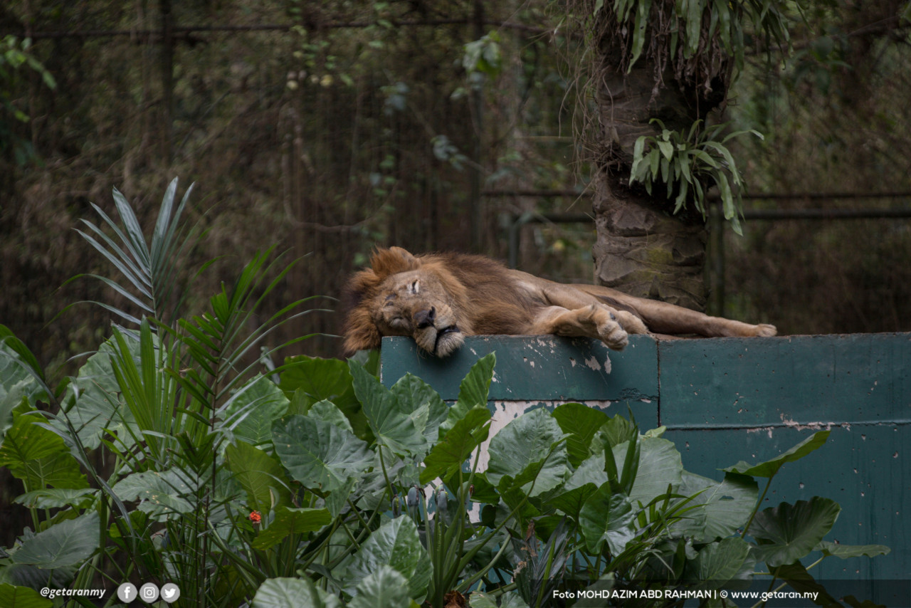 Singa, antara tarikan di Zoo Negara