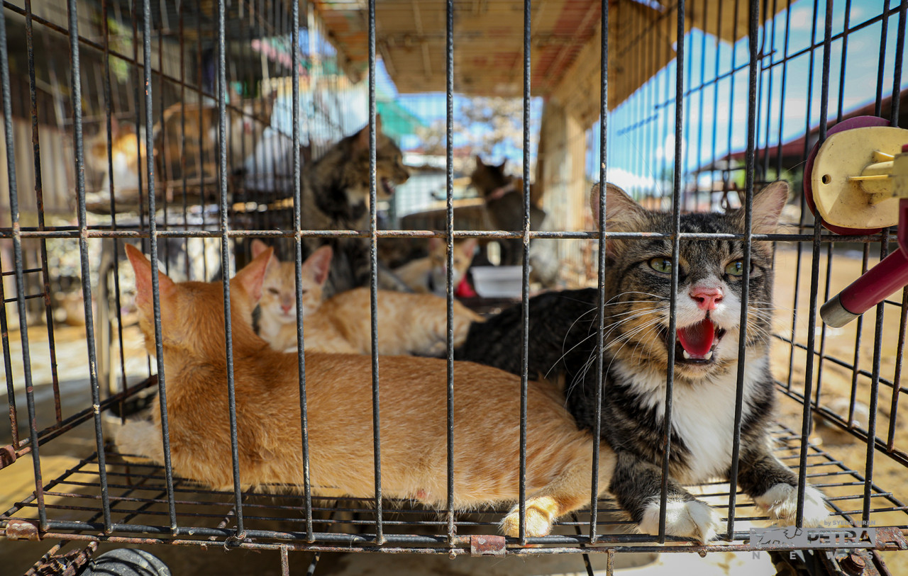 Gambar Hiasan