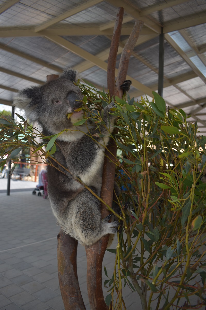 Hidupan liar paling comel Australia di Caversham Wildlife Park. - Gambar ihsan Tourism Western Australia
