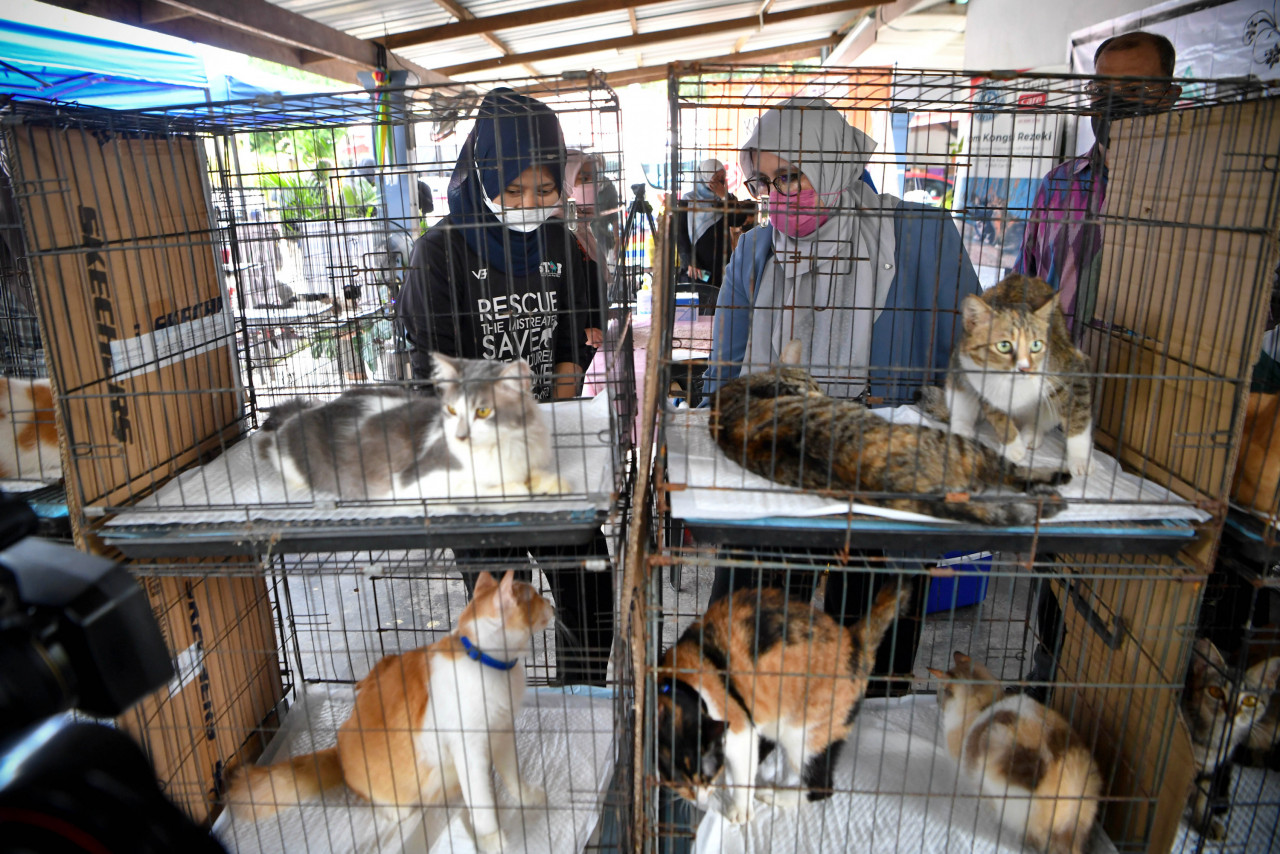Mas Ermieyati (kanan) bersama Norashikin (kiri) meninjau kucing-kucing terbiar yang akan divaksin di Program CSR Vaksinasi Kucing dan Anjing Terbiar di Star Cat Shelter.