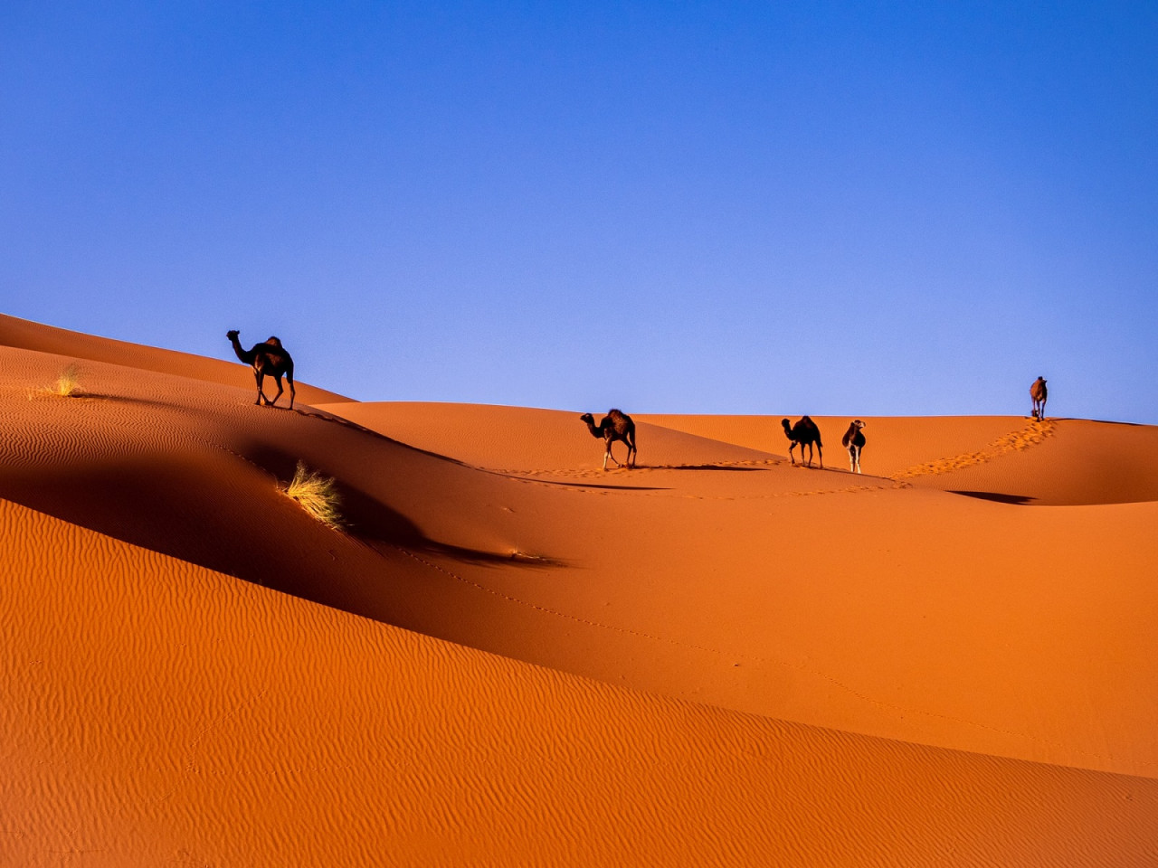 Gambar: Carlos Leret, Unsplash