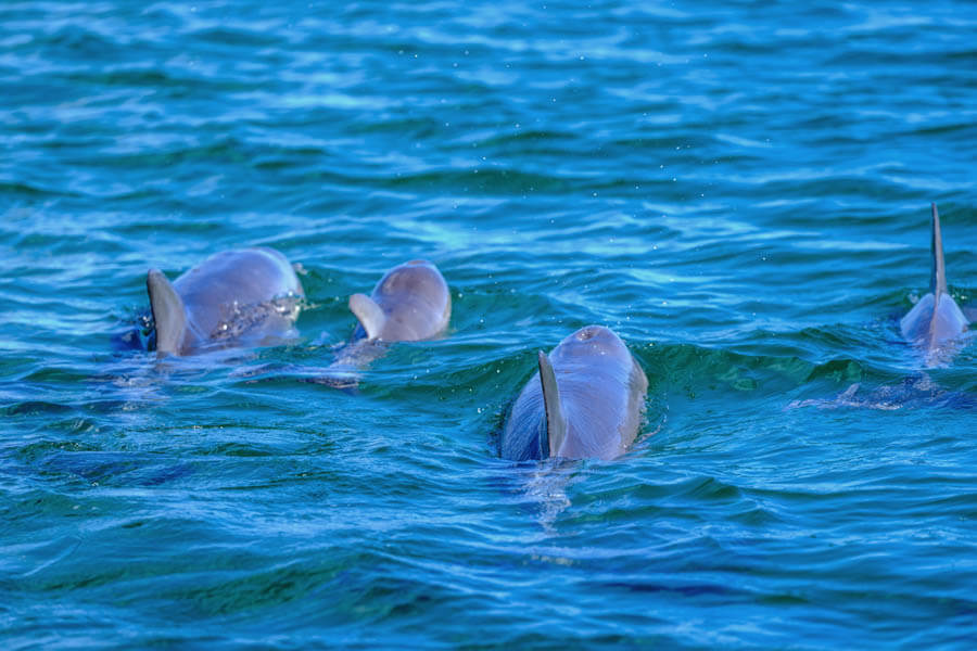 Gambar: https://dolphindiscovery.com.au/