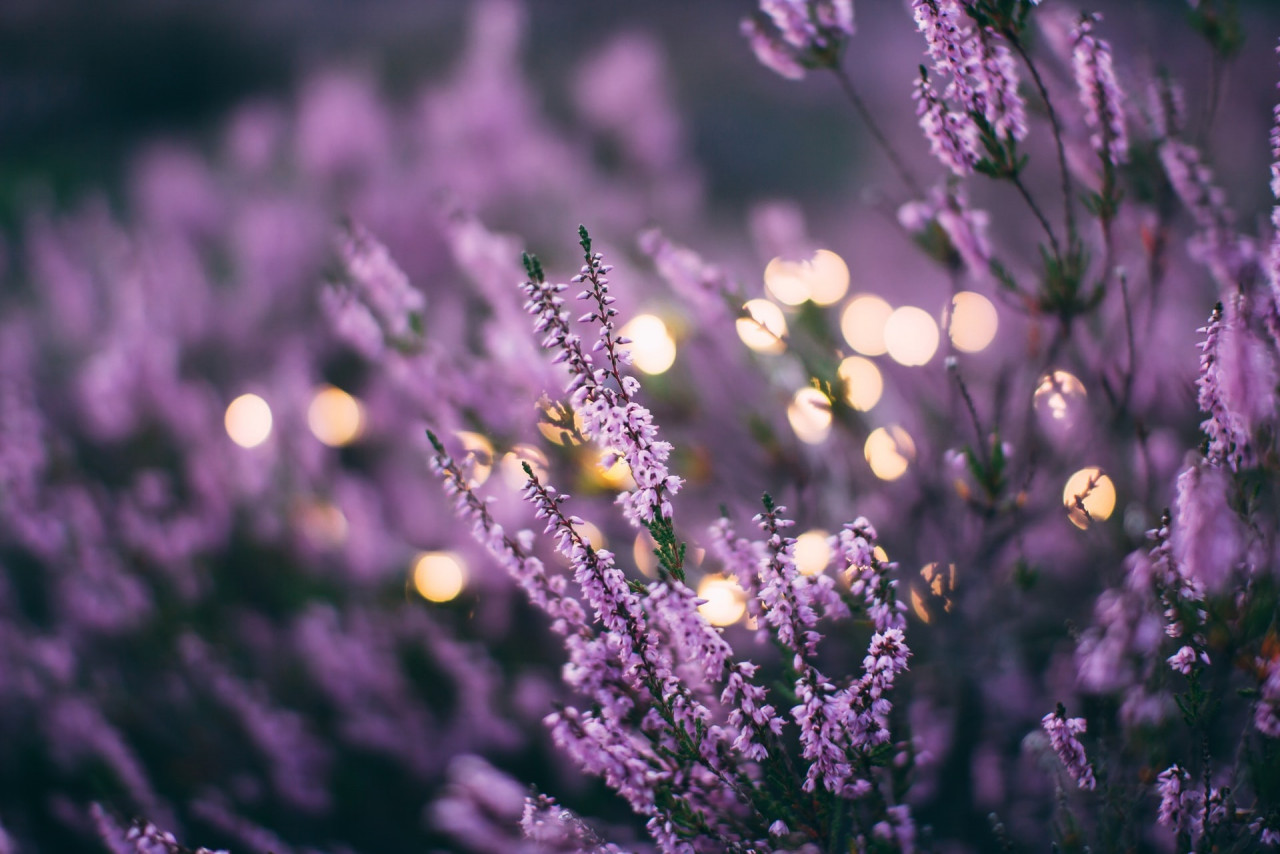 Gambar: Daiga Ellaby, Unsplash