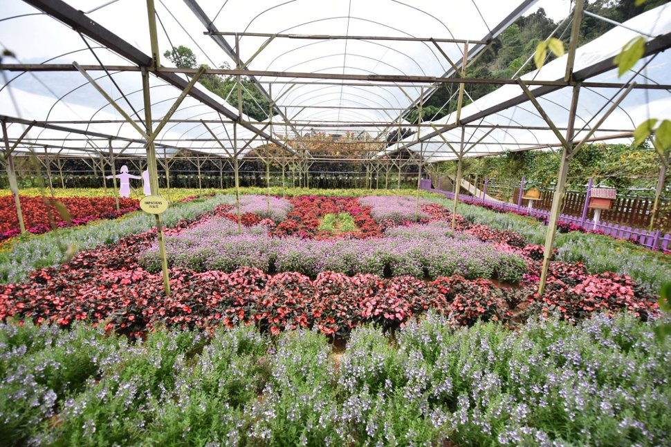 Strawberry Leisure Farm - Gambar ihsan big Kuala Lumpur