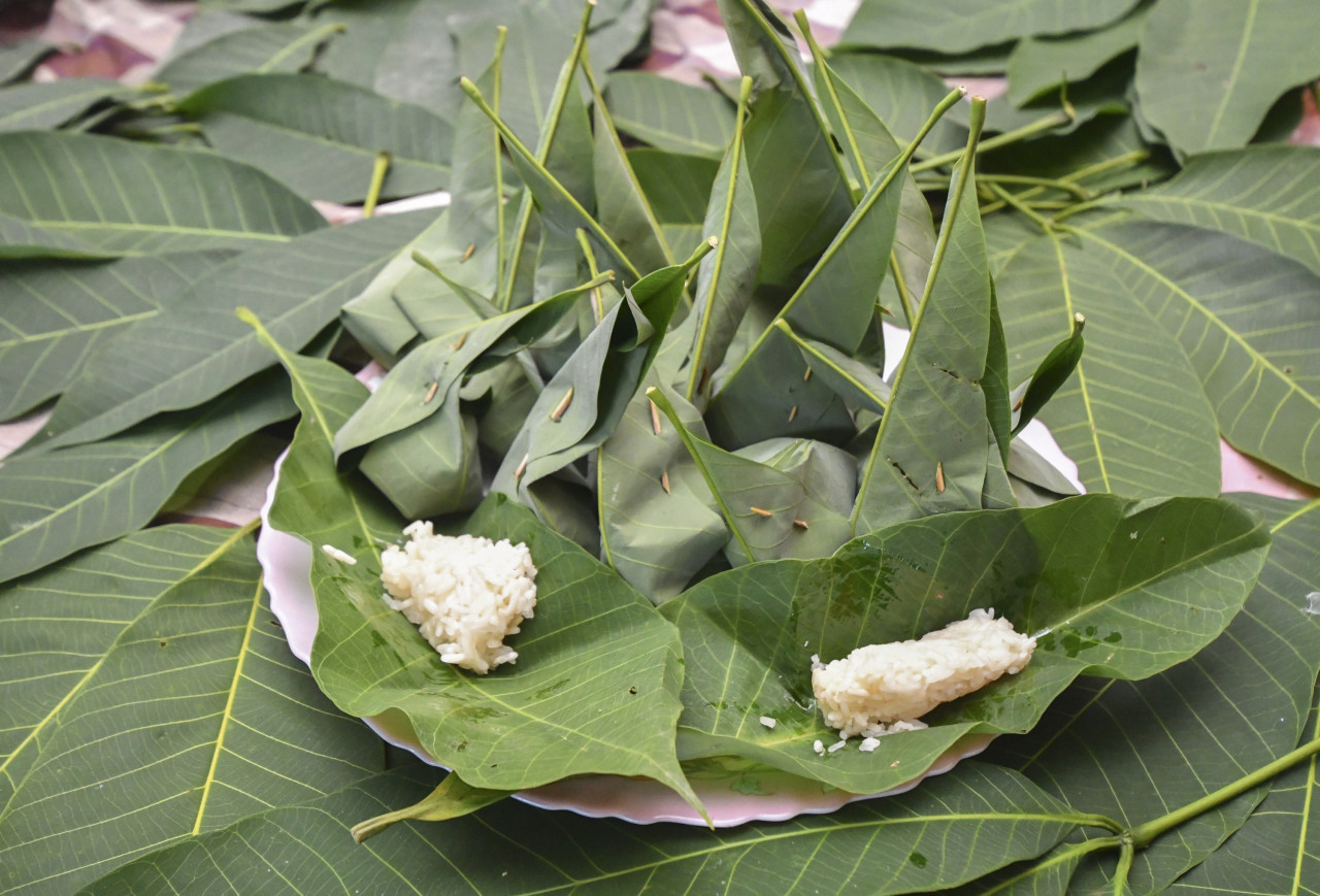 Tapai Tok Imam masih mengekalkan cara lama iaitu dibungkus menggunakan daun getah yang boleh menghasilkan aroma yang istimewa. Gambar: Shahuri Saidi, Bernama 