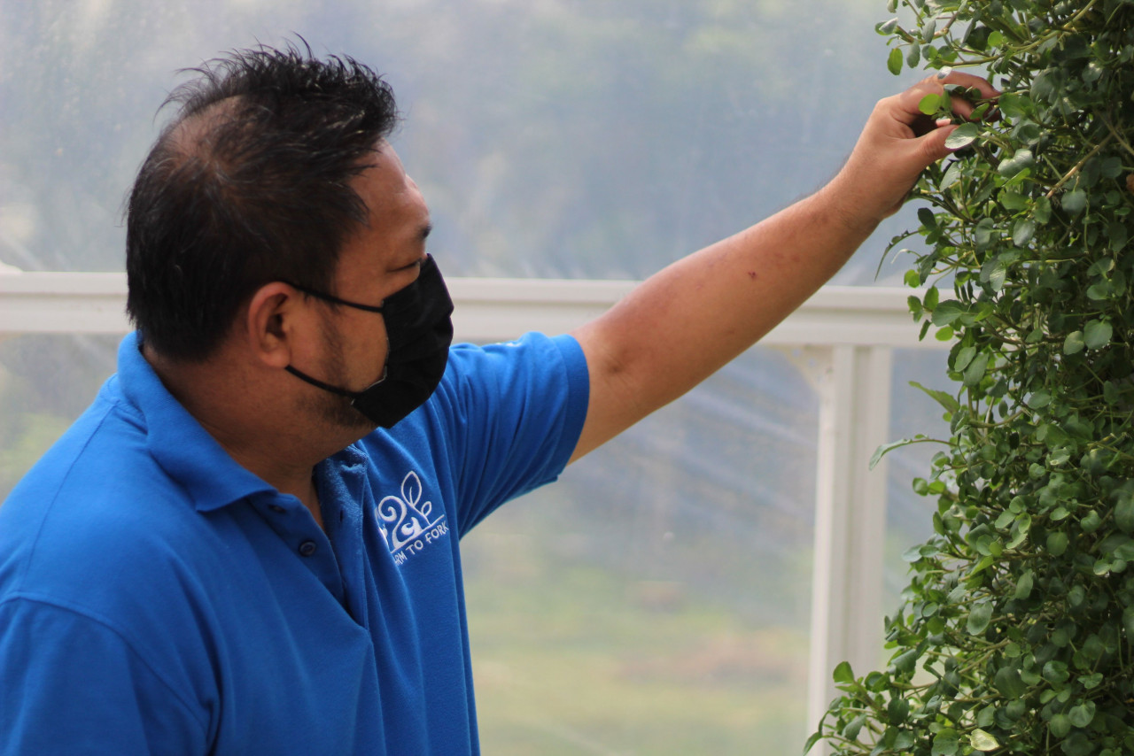 Dr Richard memeriksa sayur di kebun akuaponik miliknya