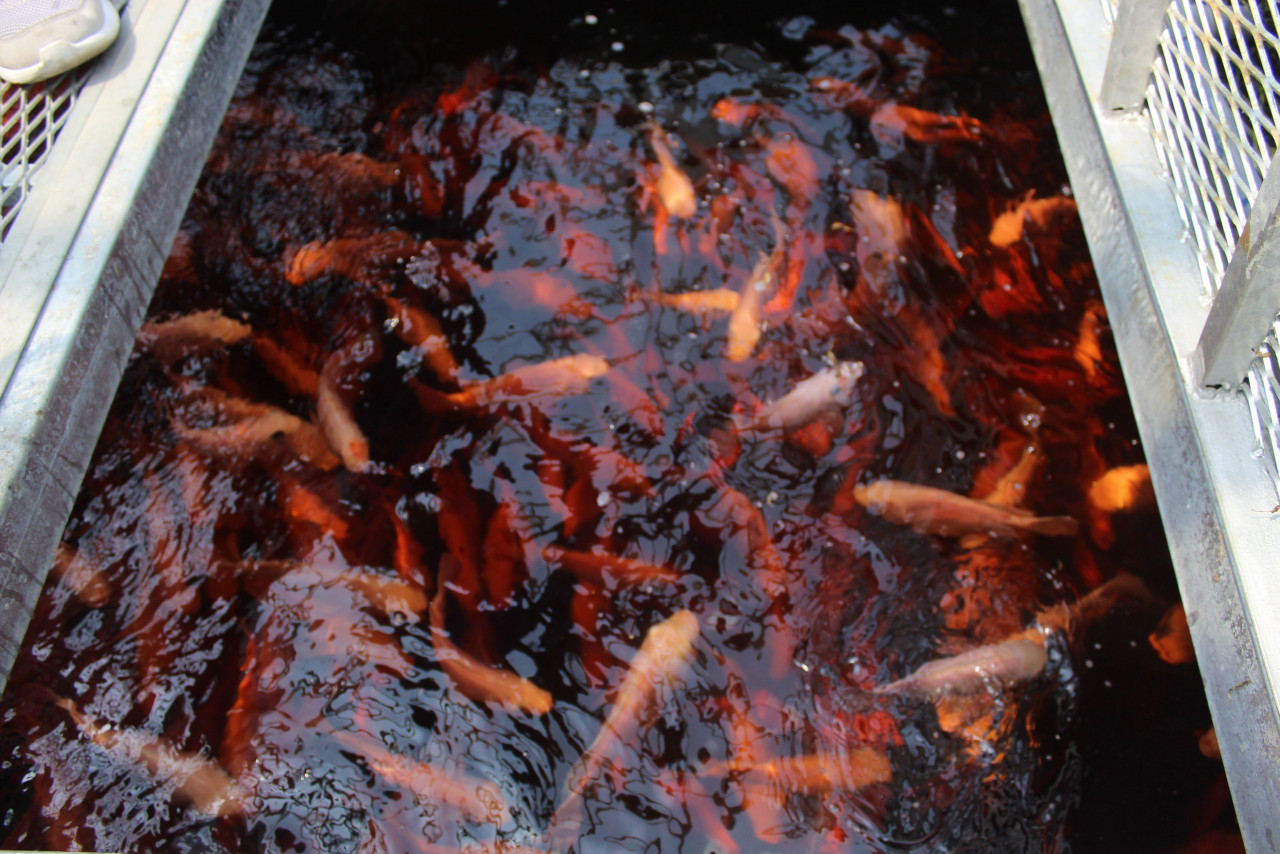Jumlah ikan sesuai ukuran tangki juga memainkan peranan penting