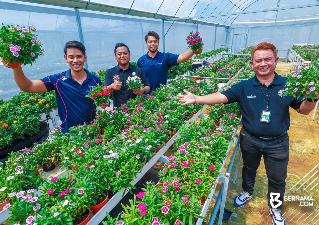 Ladang Bunga Teluki milik Foliage Microgreens seluas 0.1 hektar yang diusahakan oleh Fairuz Effindi, 39; Faisal Esa, 36, dan Abdul Harith Abdul Halim, 37. - gambar BERNAMA