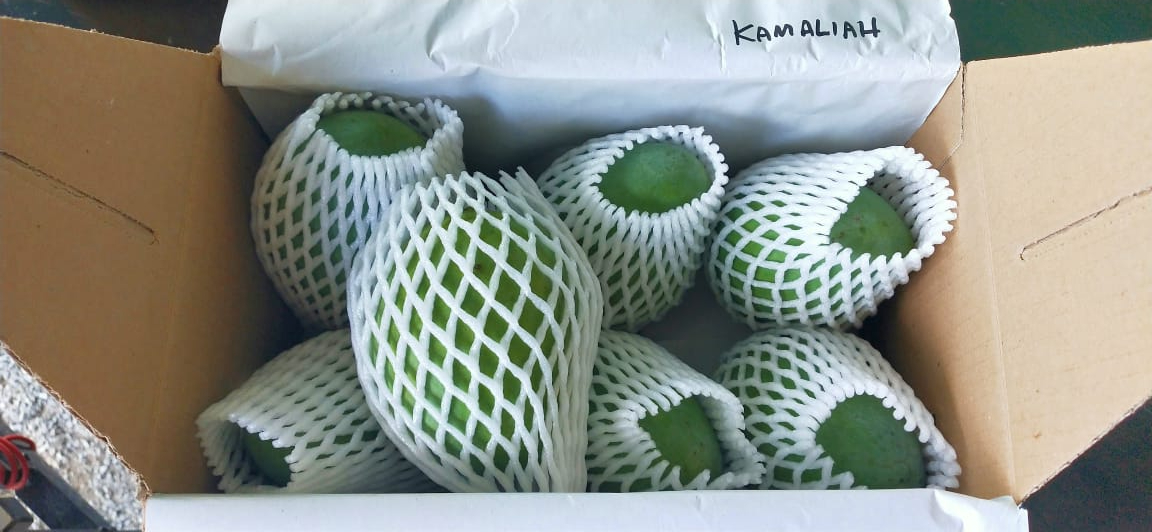Berbeza dengan kebanyakan mangga tempatan, pembungkusan Harumanis dibuat dengan teliti sebelum dihantar kepada pelanggan yang menempahnya. - gambar Rafisqi Radhi