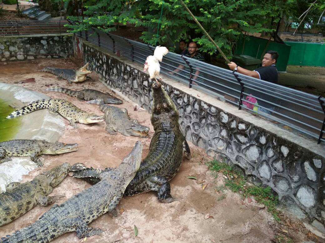 Demonstrasi memberi makan kepada buaya