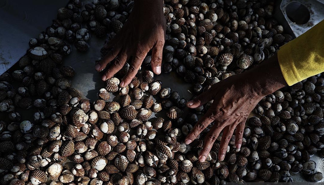 Albert Apollo Chan membersihkan kerang di Jeti Kuala Kayan selepas dipungut pengusaha kebun kerang lekir - Gambar Bernama
