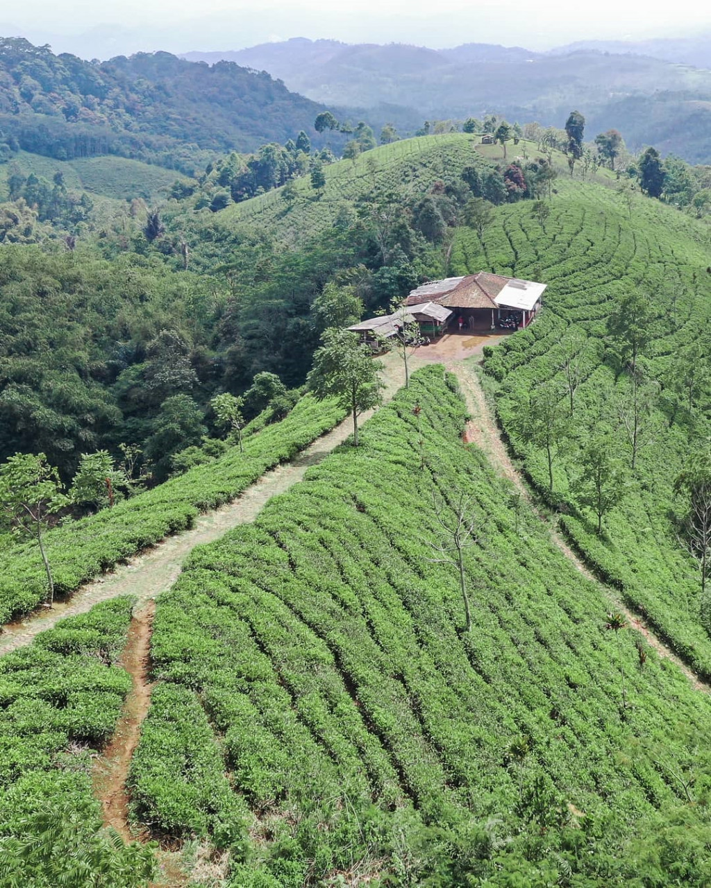 Pengunjung ke Kebun Teh Cipasung pasti terpesona dengan hamparan hijau bagaikan karpet yang tersusun rapi. - Gambar dari Instagram @ngetripmajalengka