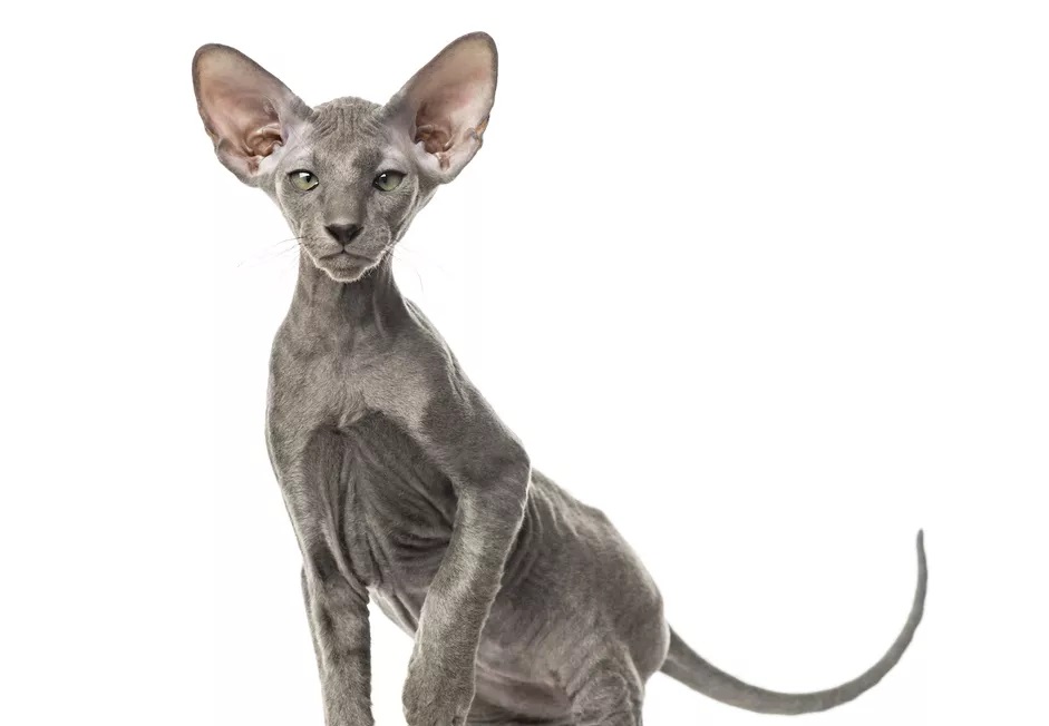 Gambar: animalwised.com