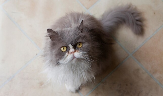 Gambar: vetstreet.com