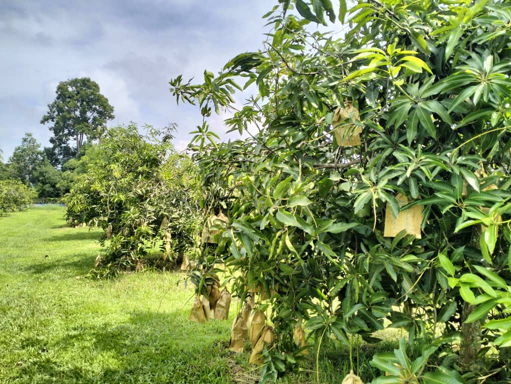 Ladang Harumanis Perlis. - gambar Rafisqi Radhi