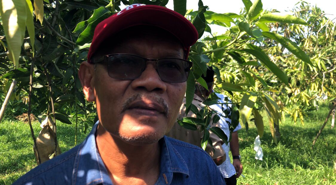 Pengerusi Persatuan Pengusaha Harumanis Kedah, Othman Ismail - gambar Rafisqi Radhi
