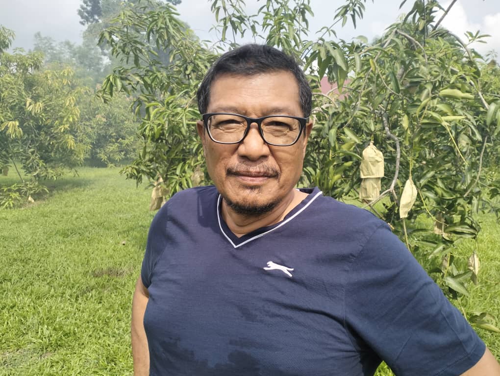 Pengerusi Persatuan Pengusaha Harumanis Perlis, Datuk Hashim Suboh. - gambar Rafisqi Radhi