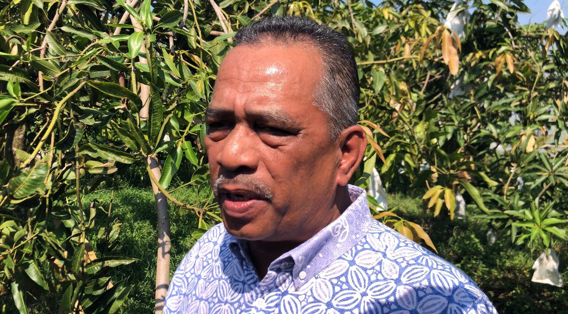 Pengusaha Harumanis D'Aman, Datuk Mohd Yusof Ismail - gambar Rafisqi Radhi