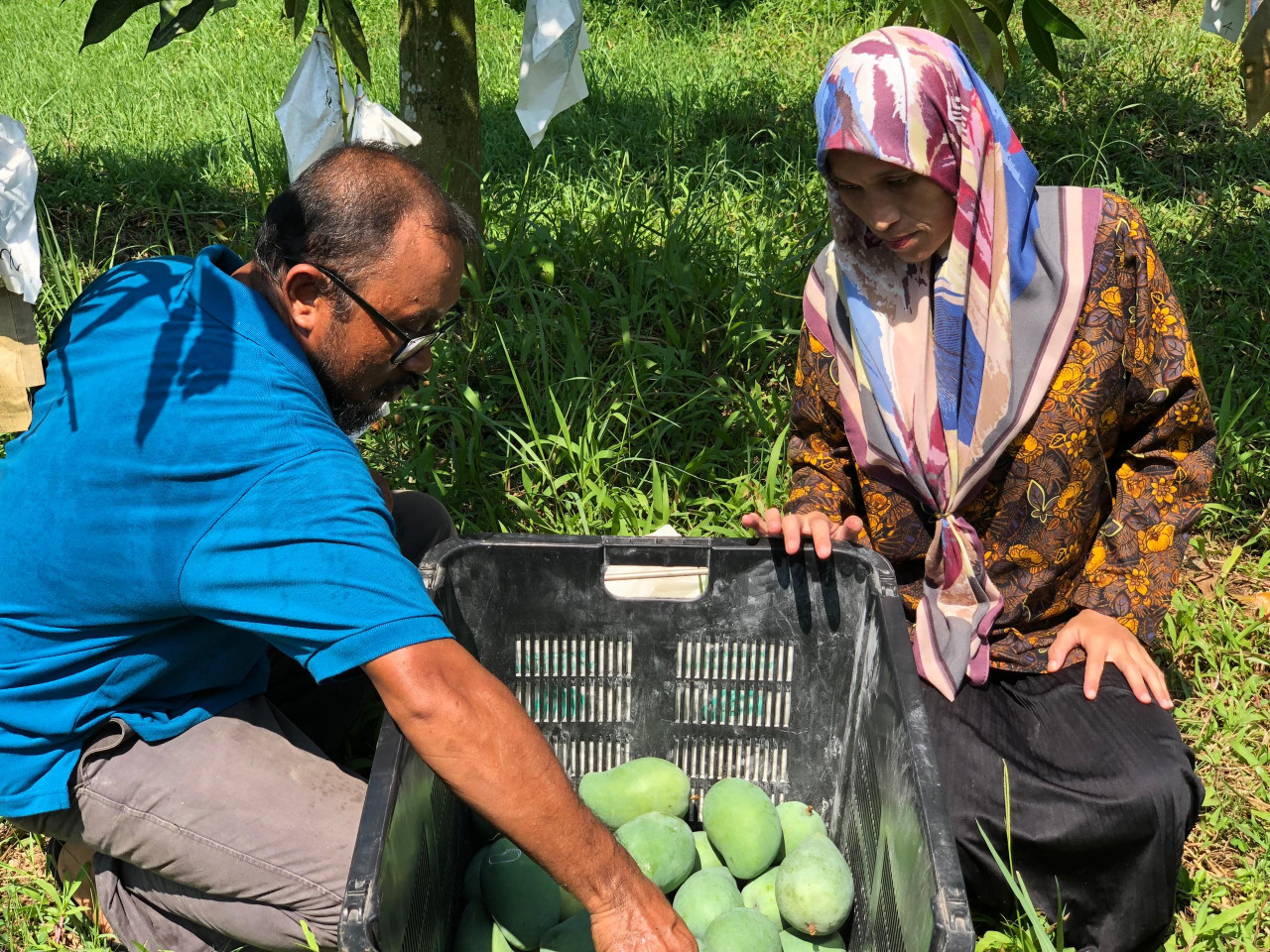 Pengusaha memasukkan harumanis ke dalam bakul sebelum proses pembungkusan. - gambar Rafisqi Radhi