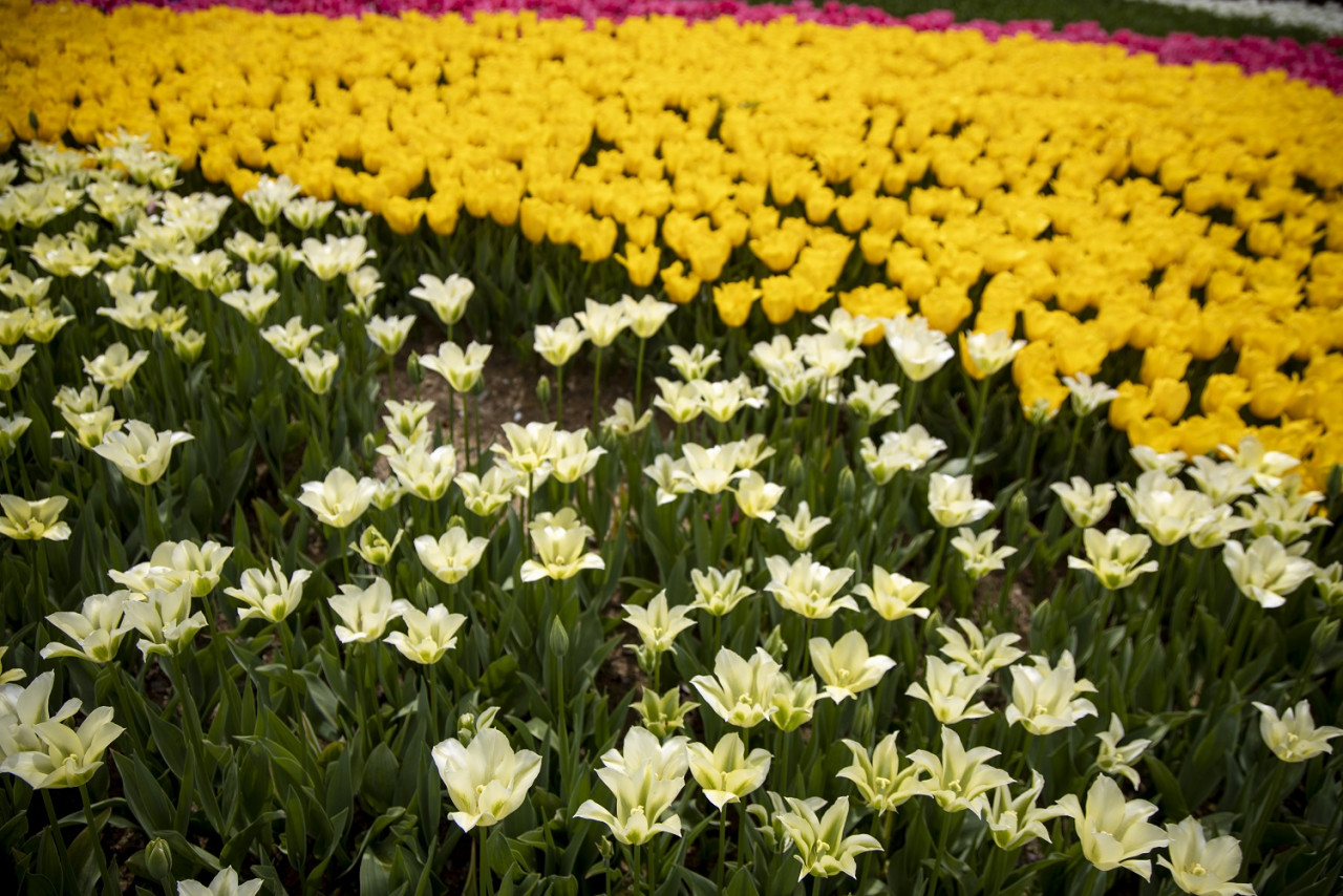 Masa terbaik untuk melihat bunga tulip Turki mekar adalah pada dua minggu pertama bulan April. - Gambar Türkiye Tourism Promotion and Development Agency (TGA) 