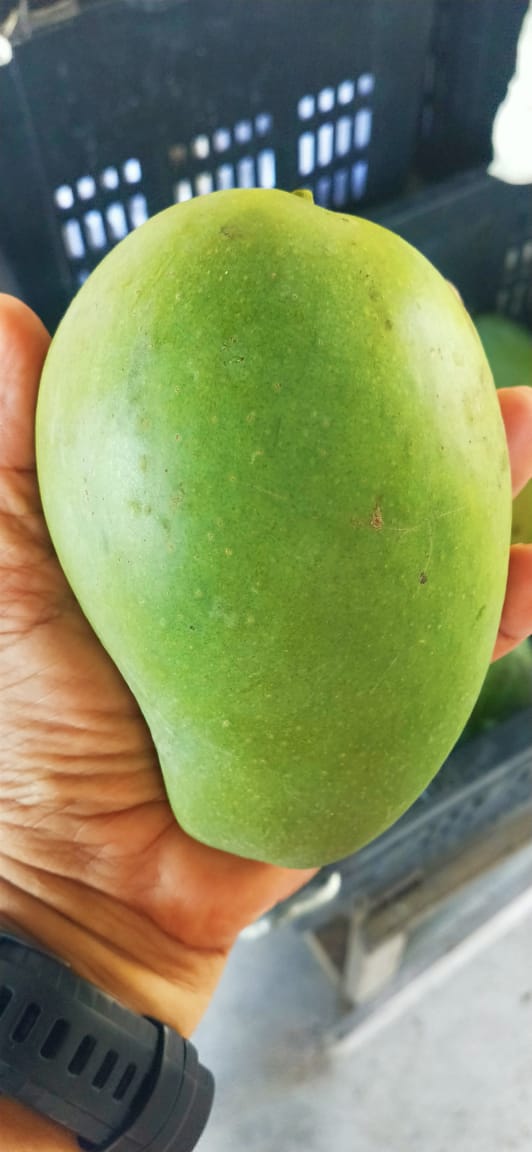Harga Harumanis agak tinggi disebabkan sifat buah tersebut yang amat 'manja' dan mudah rosak hingga memerlukan penjagaan rapi sepanjang tahun. - gambar Rafisqi Radhi