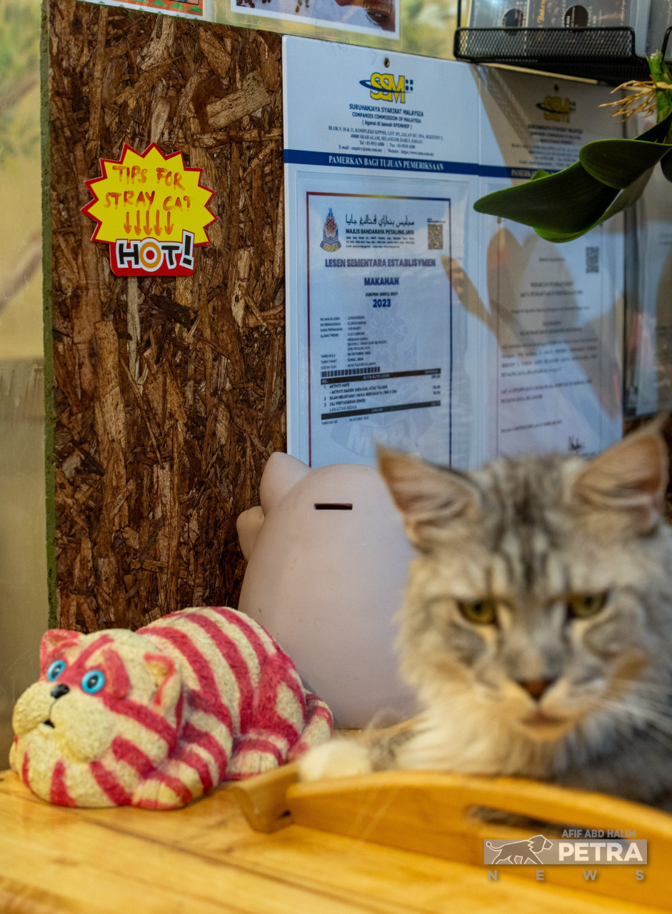 Kutipan tabung amal yang akan dikongsikan kepada kucing lain di luar.