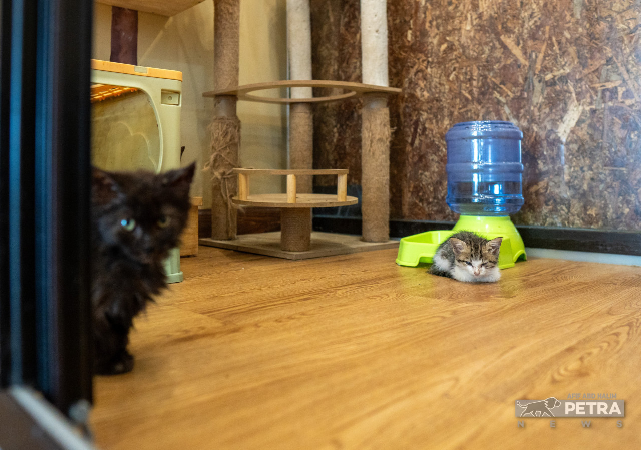 Kemahiran mengendalikan kucing dan kebersihan tempat amat penting ketika membuka kafe kucing.
