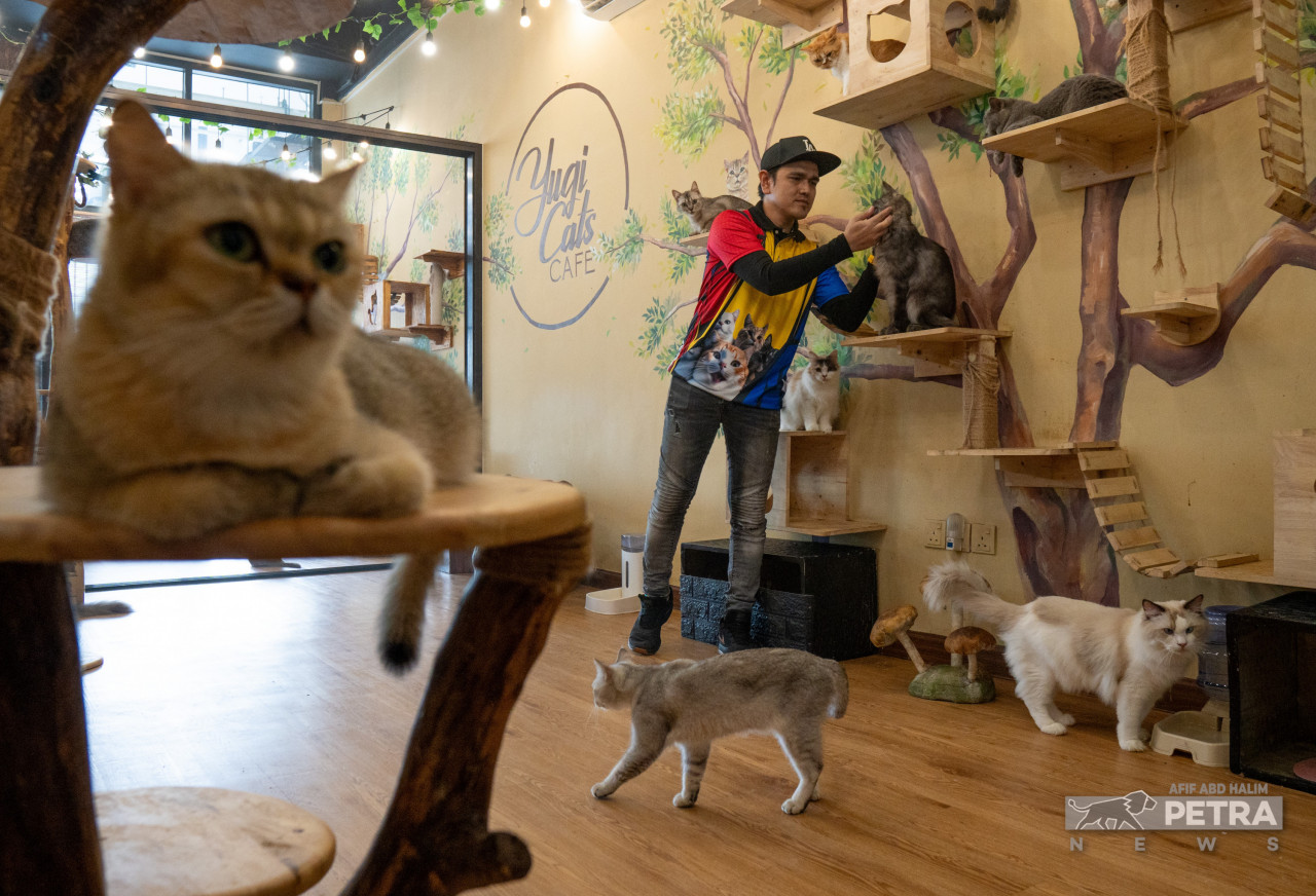 Buat masa ini, Agi tidak merancang lagi untuk memasukkan kucing luar atau menjual kucing.