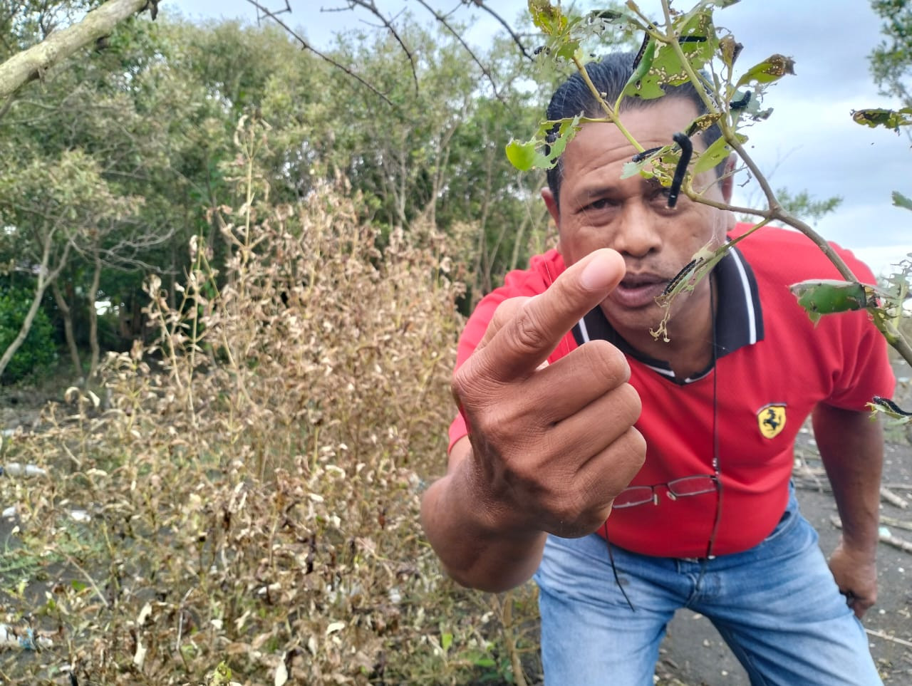 Yunus Saad menunjukkan ulat yang menyerang pokok api-api di Kampung Tebengau Tepi Laut, Kuala Kedah ketika ini. - gambar Rafisqi Radhi