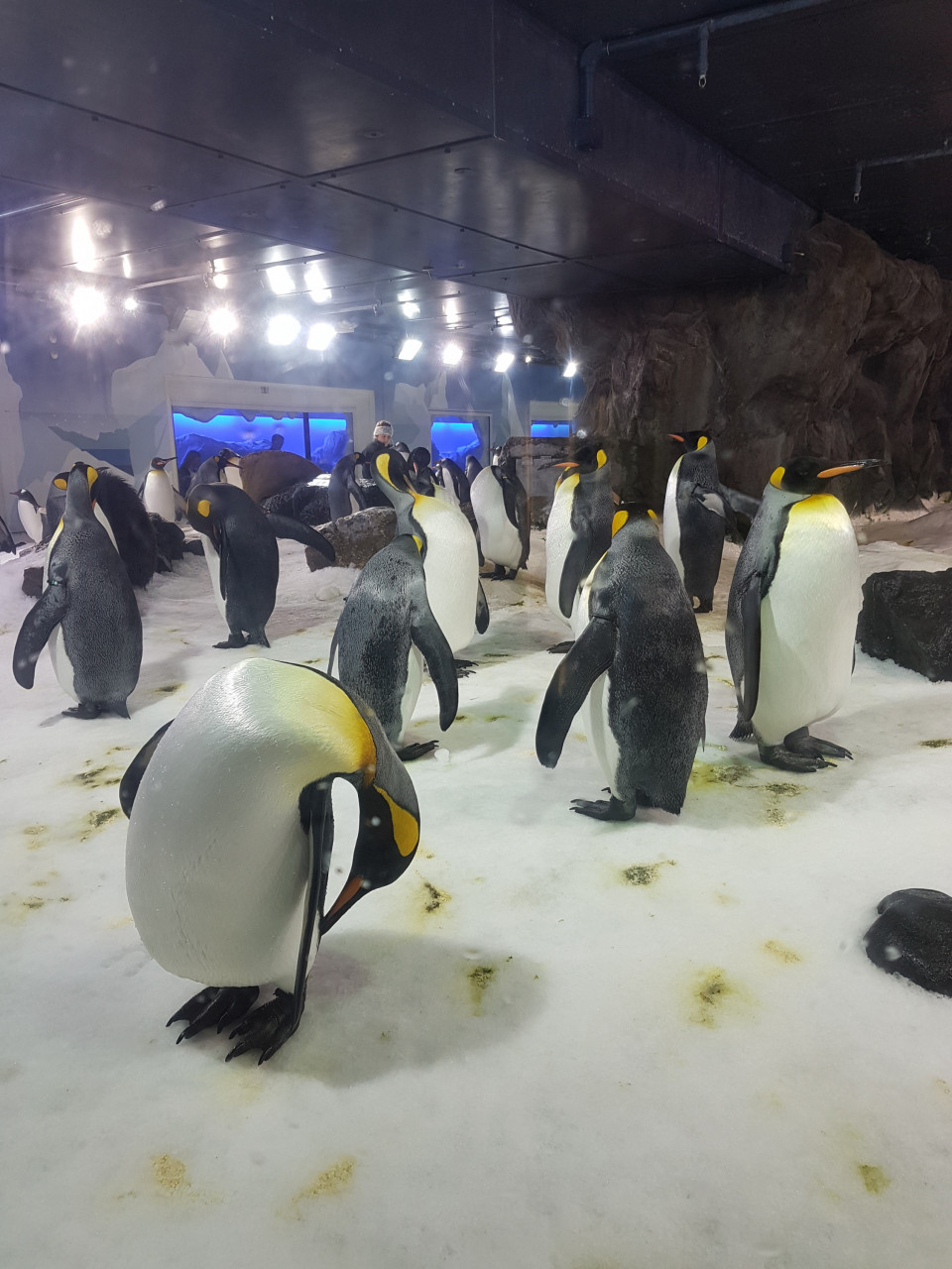 Penguin di Akuarium Kelly Tarlton’s Sea Life. Gambar: Shah Shamshiri