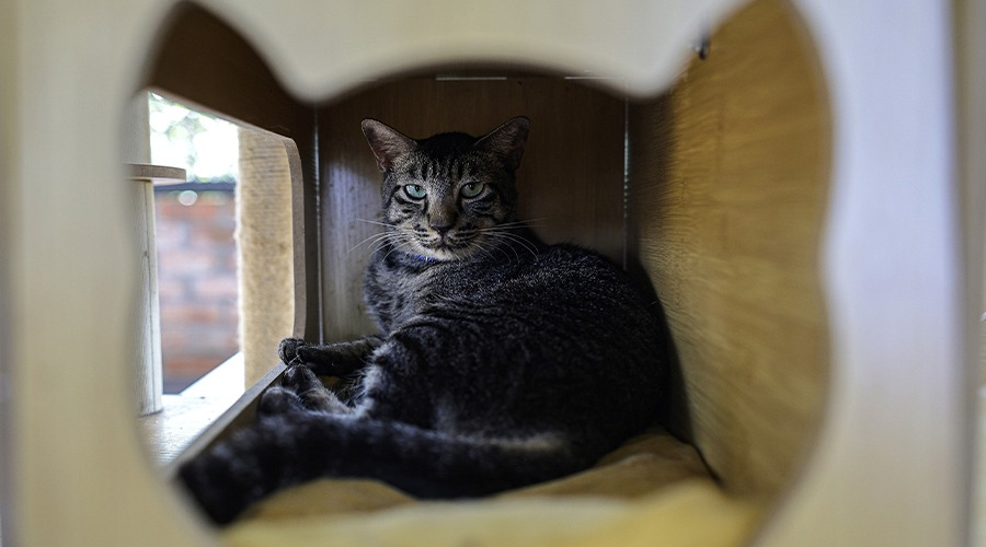 "Apa pandang-pandang?" Agaknya itu yang tersirat di sebalik renungan tajam kucing ini. – gambar BERNAMA