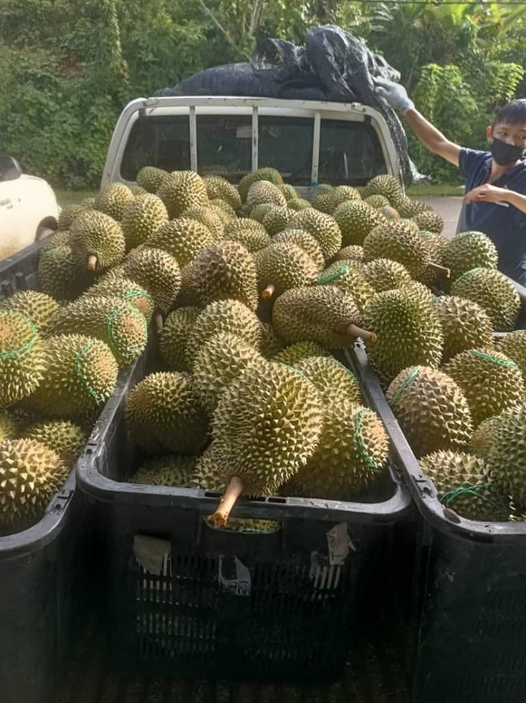Musang King diusaha dan dipasarkan Tze Peng masih menerima sambutan menggalakkan dan ‘gagal’ dicabar mana-mana variasi Raja Buah itu. 