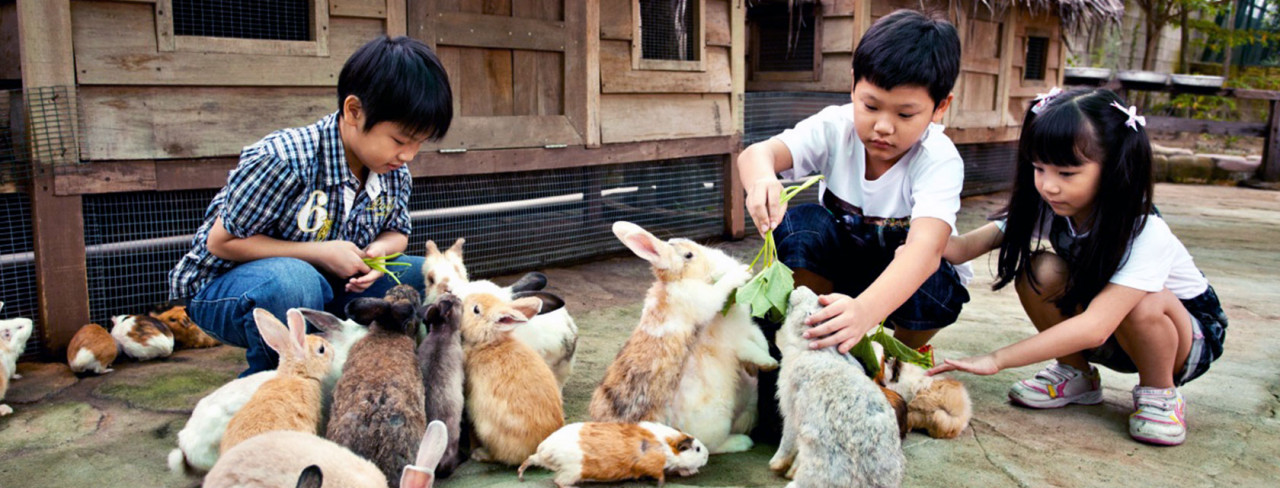 Gambar: Facebook Farm In The City