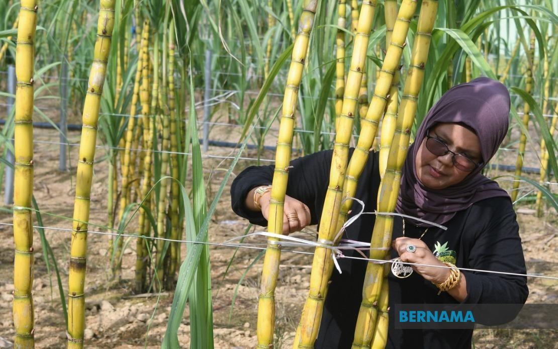 Rosmarizan Mohd Bakari mengikat perdu tebu telur yang sudah matang. - gambar BERNAMA