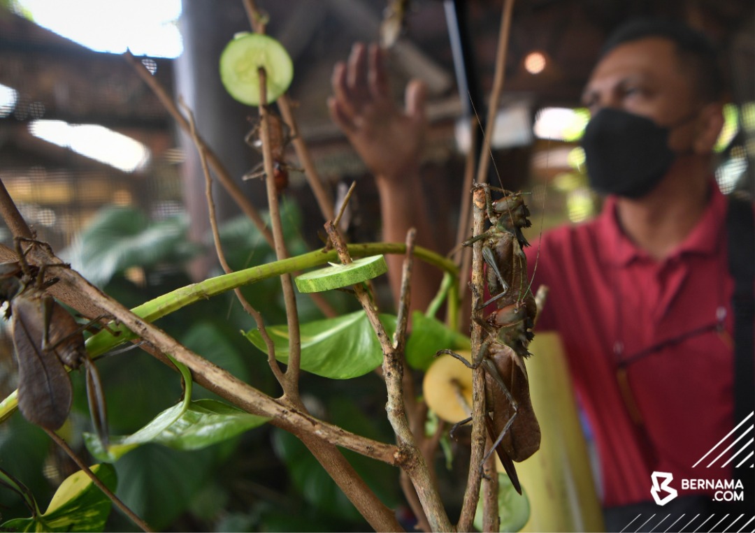 Gambar Bernama