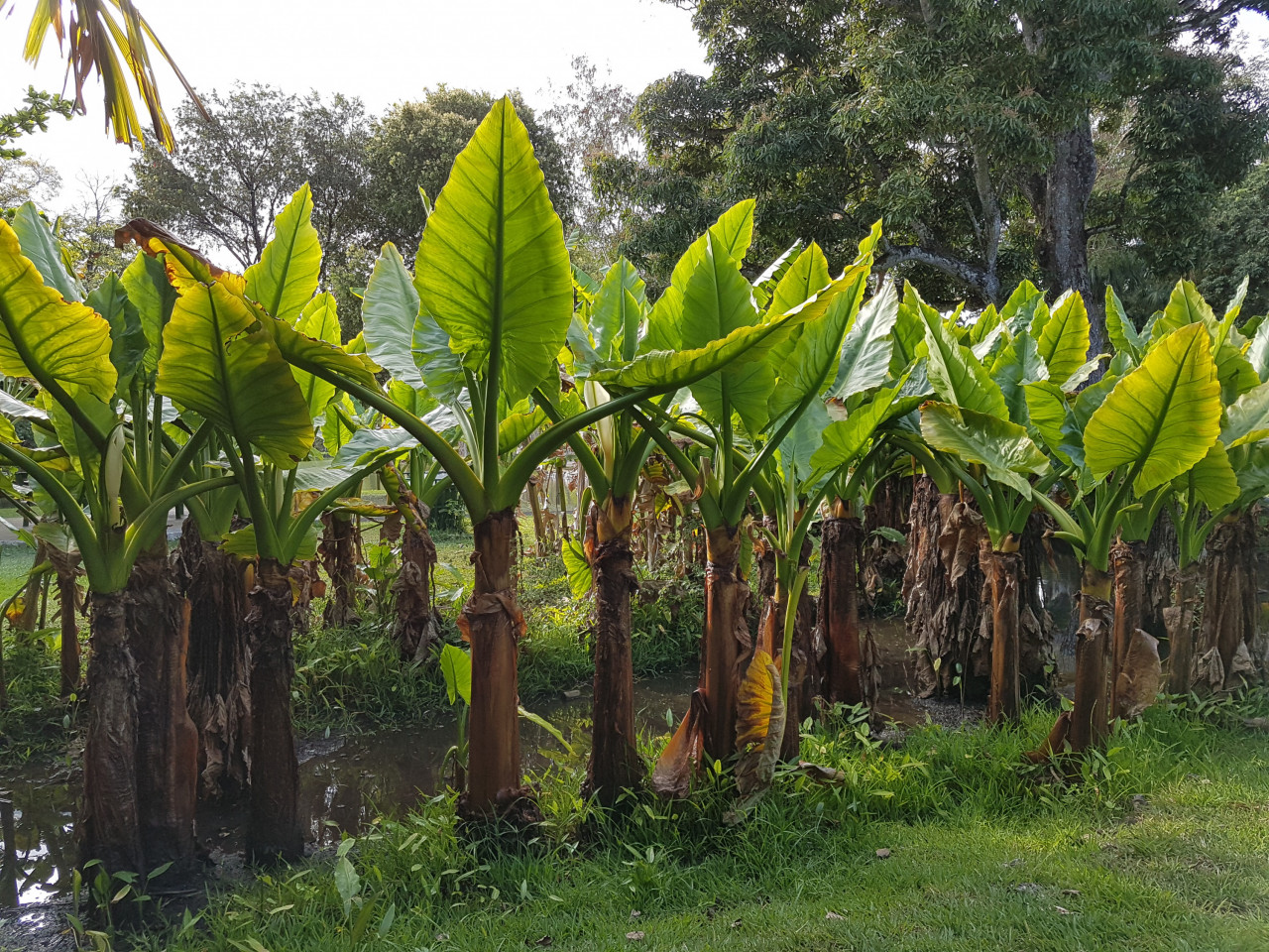 Antara pepohon di  Taman Botani Pamplemousses