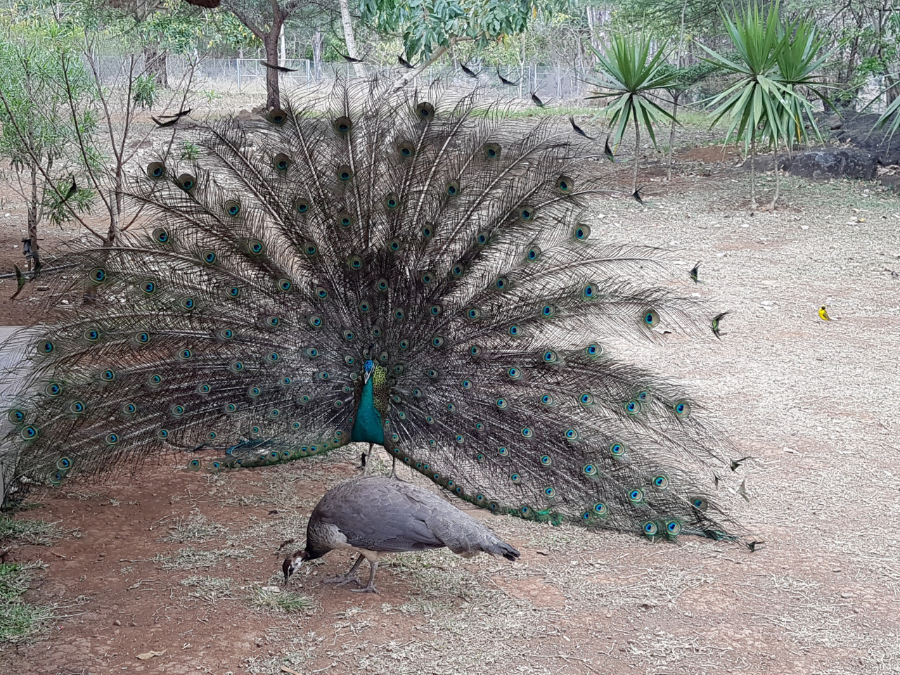 Burung merak di kawasan Casela World of Adventures