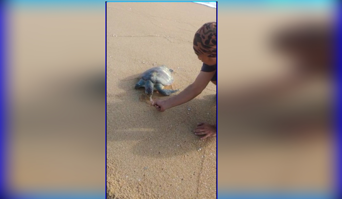 Penyu dari spesis karah ini ditemui mati dengan kesan plastik di dalam mulutnya.