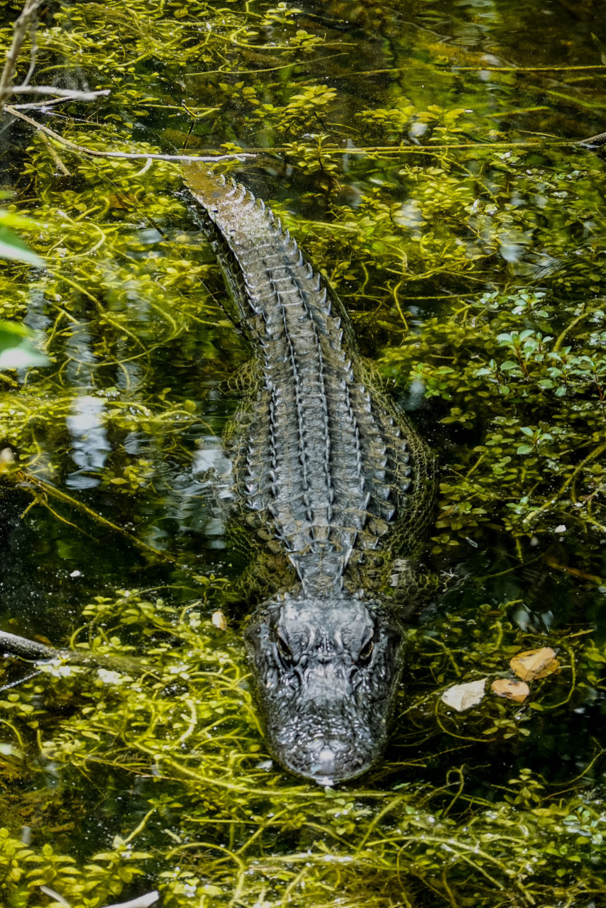 Buaya besar yang menyerang manusia biasanya memakan mangsa bersaiz besar seperti khinzir dan rusa - Gambar Hiasan Pexels