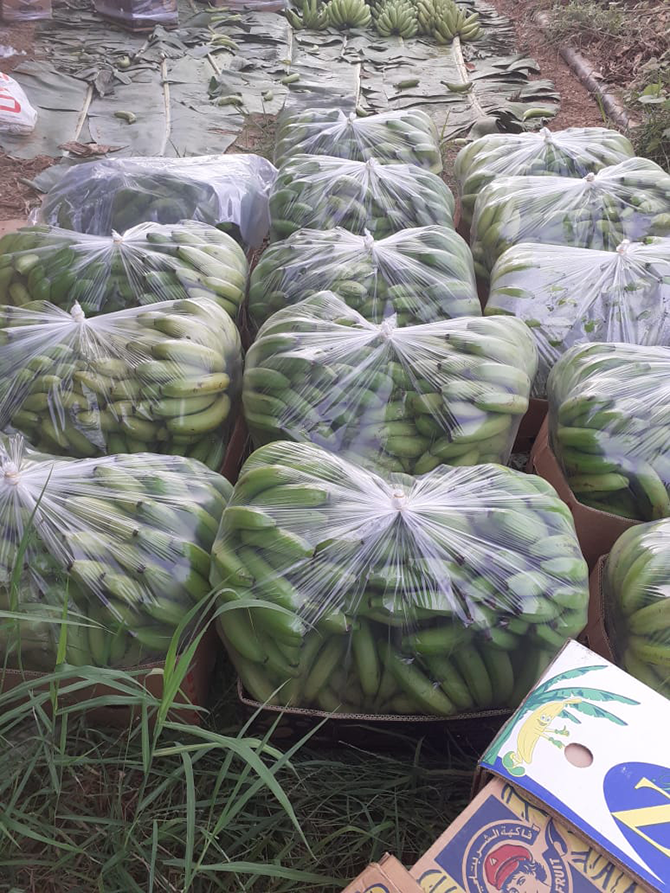 20 tan pisang dihasilkan setahun di kebun Zulekha - Gambar Arab News