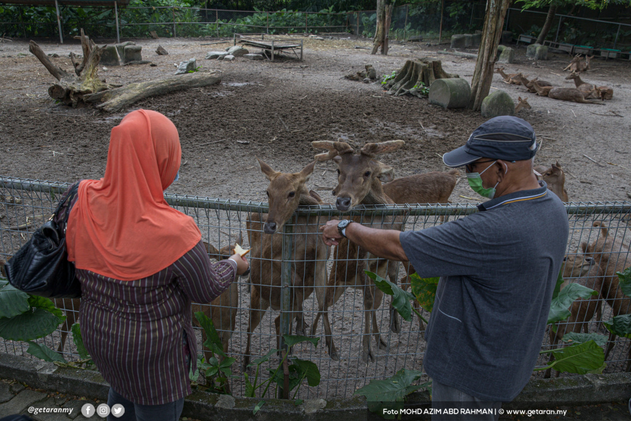 Orang ramai boleh memberi makan kepada binatang di Zoo Negara pada waktu yang ditetapkan.