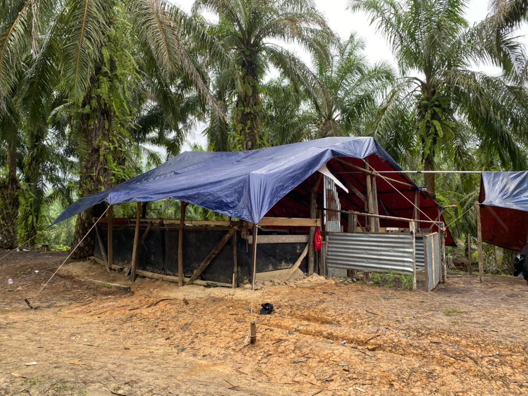 Gelanggang sabung yang dibina di ladang sawit khas.
