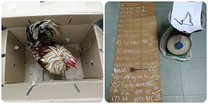 Ayam sabung yang masih hidup, alat penimbang dan sekeping papan tertulis jadual pertaruhan turut dirampas polis.