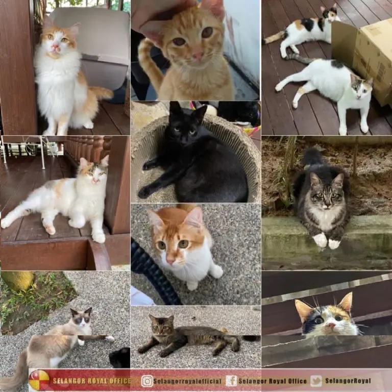 Gambar: Selangor Royal Office