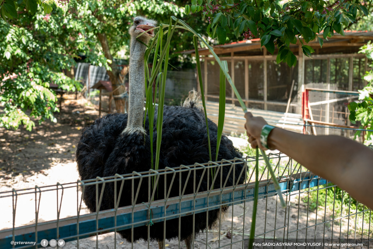 Selain daripada bersiar-siar di pantai, terdapat juga segelintir warga Negeri Sembilan yang turut berkunjung ke zoo haiwan jinak, PD Ostrich Show Farm. - Gambar oleh Sadiq Asyraf