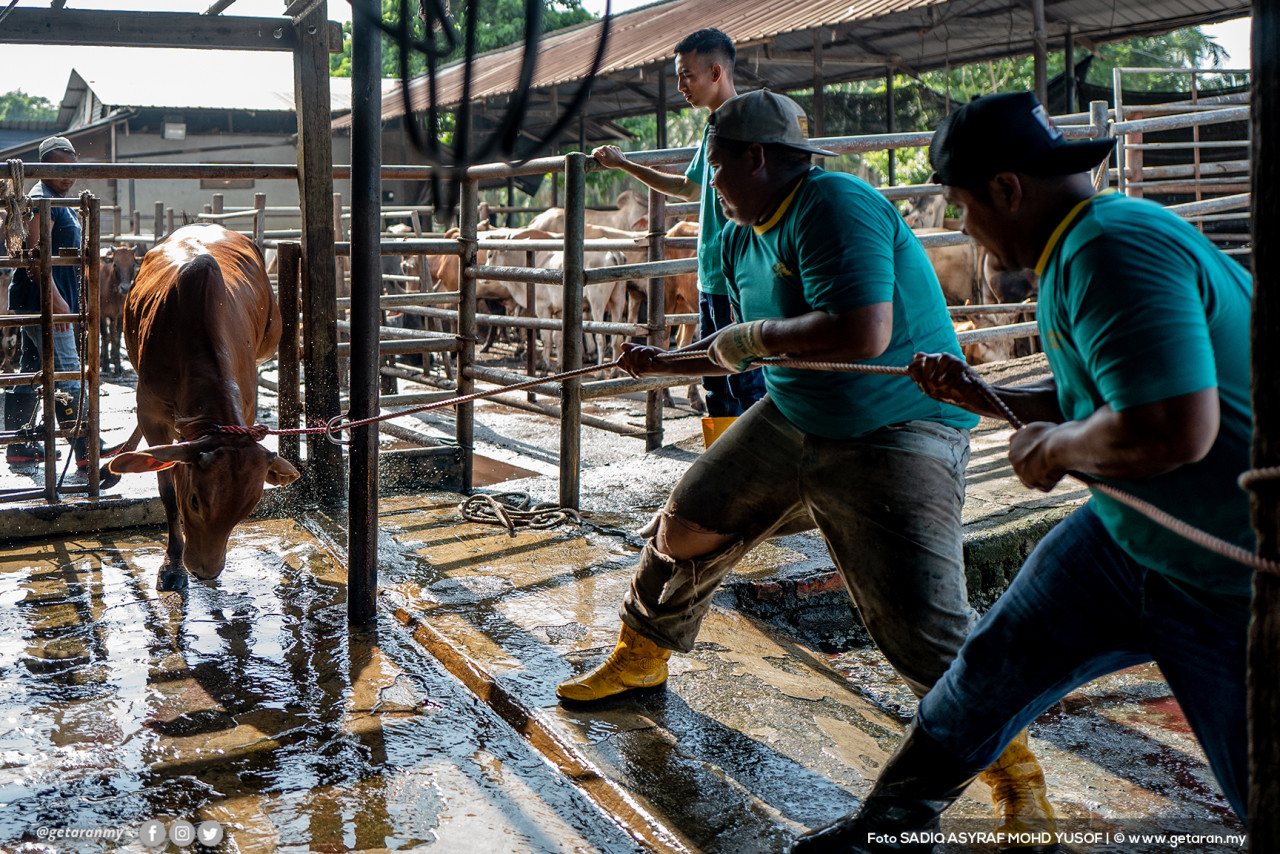 Petugas menarik lembu ke kandang untuk disembelih.