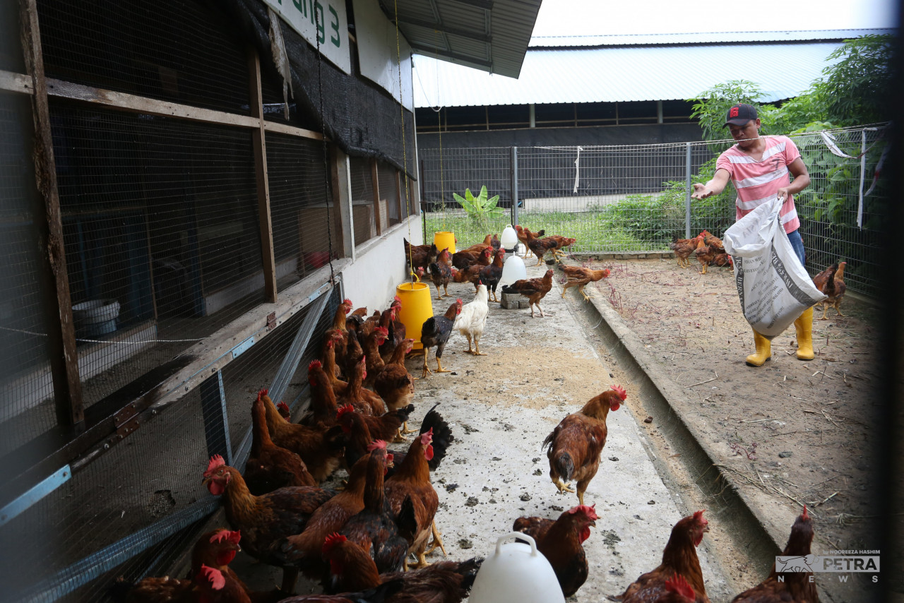 Kos penternakan seperti dedak ayam perlu turut dipergiatkan pengeluarannya bagi menampung kenaikan ‘volume’ penternakan. Hal ini akan mengurangkan kos import dedak yang turut menyumbang kepada peningkatan harga ayam dan telur - Gambar Hiasan
