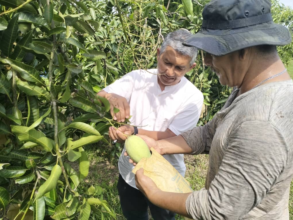 Tengku Mahmud Tengku Husain bersama pekerja di kebunnya - gambar Rafisqi Radhi